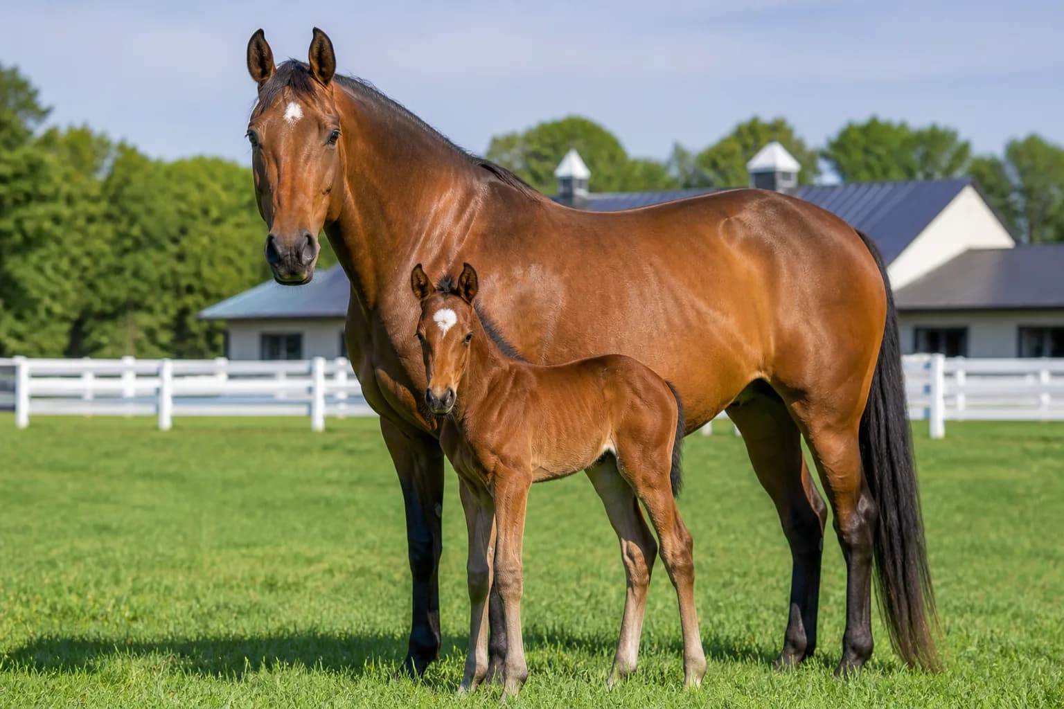 Horse Breeding App Development